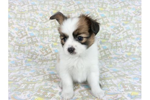 成約済の千葉県のパピヨン-83358の1枚目