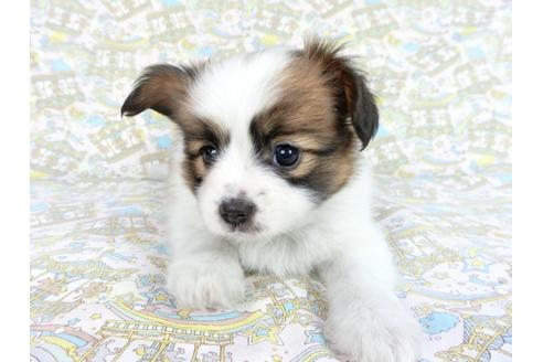 成約済の千葉県のパピヨン-83358の4枚目