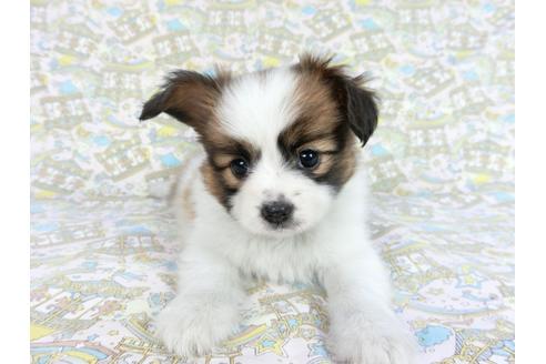 成約済の千葉県のパピヨン-83358の3枚目