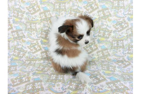 成約済の千葉県のパピヨン-83358の2枚目