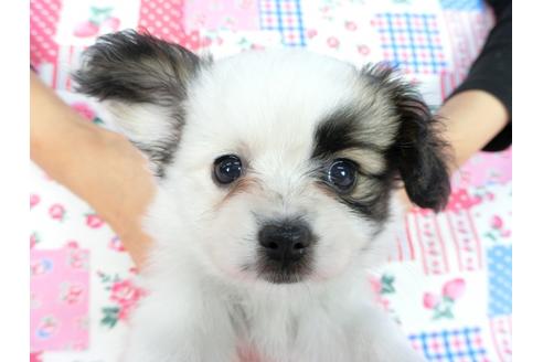 成約済の千葉県のパピヨン-82844の1枚目