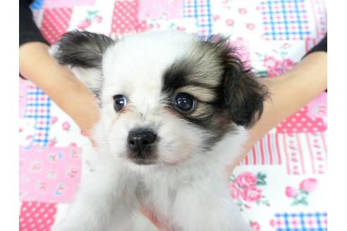 成約済の千葉県のパピヨン-82844の4枚目