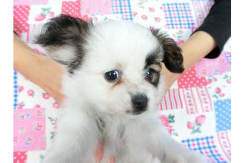 成約済の千葉県のパピヨン-82844の3枚目