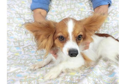 成約済の千葉県のパピヨン-83721の3枚目