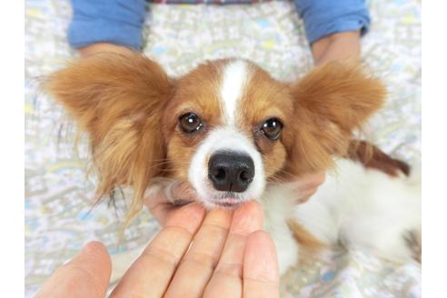 成約済の千葉県のパピヨン-83721の2枚目
