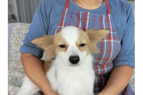 成約済の千葉県のパピヨン-83722の6枚目