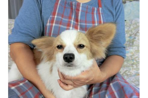 成約済の千葉県のパピヨン-83722の5枚目