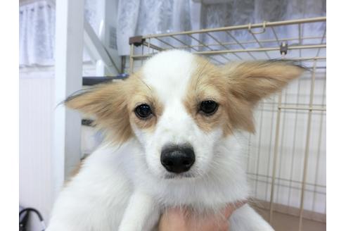 成約済の千葉県のパピヨン-83722の4枚目