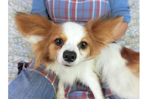 成約済の千葉県のパピヨン-83723の4枚目