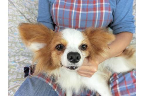 成約済の千葉県のパピヨン-83723の3枚目