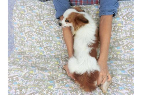 成約済の千葉県のパピヨン-83723の2枚目