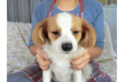 成約済の千葉県のパピヨン-83724