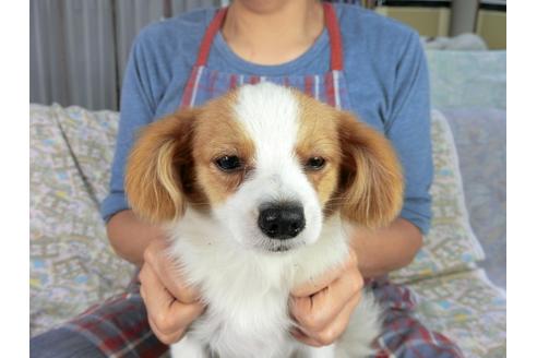 成約済の千葉県のパピヨン-83724の4枚目