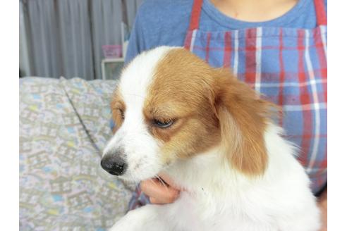 成約済の千葉県のパピヨン-83724の3枚目