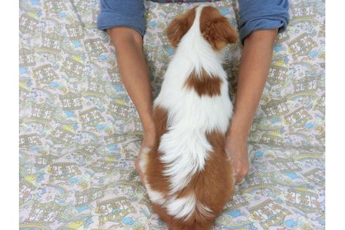 成約済の千葉県のパピヨン-83724の2枚目