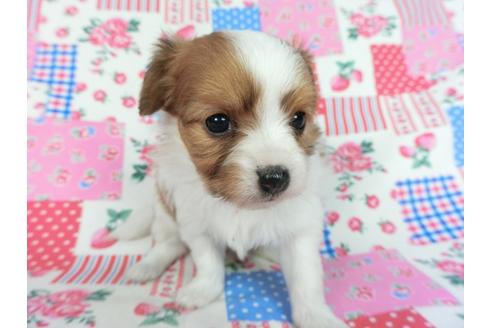 成約済の千葉県のパピヨン-83727