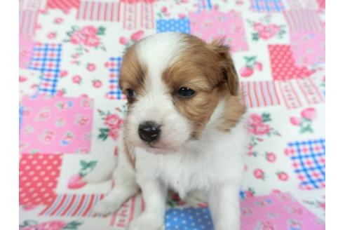 成約済の千葉県のパピヨン-83727の4枚目