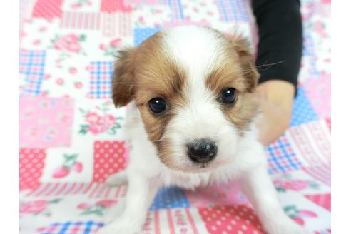 成約済の千葉県のパピヨン-83727の3枚目