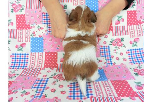 成約済の千葉県のパピヨン-83727の2枚目