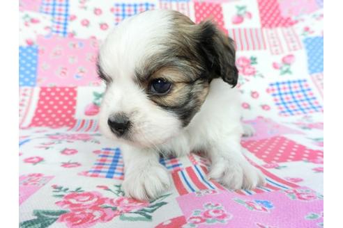 成約済の千葉県のパピヨン-83729の12枚目