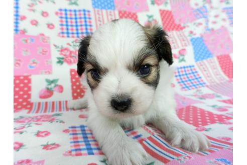 成約済の千葉県のパピヨン-83729の11枚目