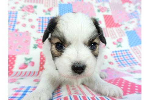 成約済の千葉県のパピヨン-83729の10枚目