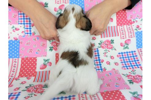 成約済の千葉県のパピヨン-83729の9枚目