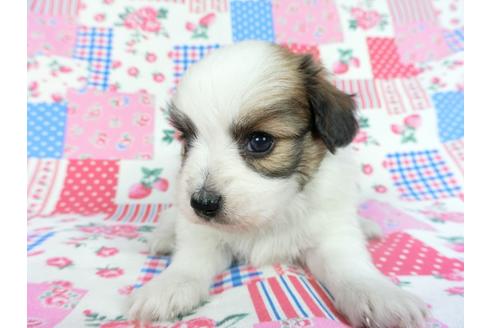 成約済の千葉県のパピヨン-83731の12枚目