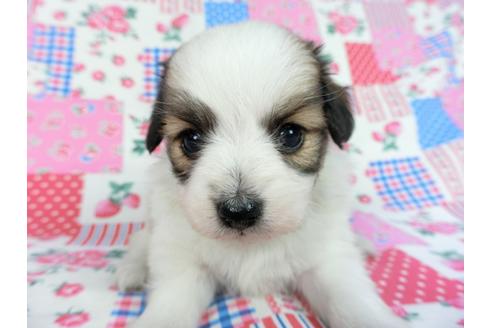 成約済の千葉県のパピヨン-83731の11枚目