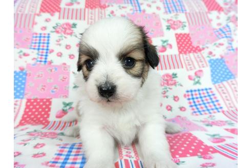 成約済の千葉県のパピヨン-83731の10枚目