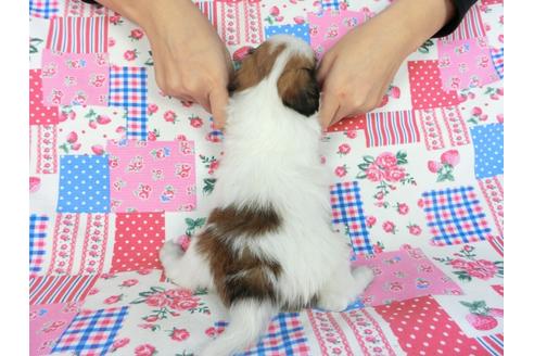 成約済の千葉県のパピヨン-83731の9枚目