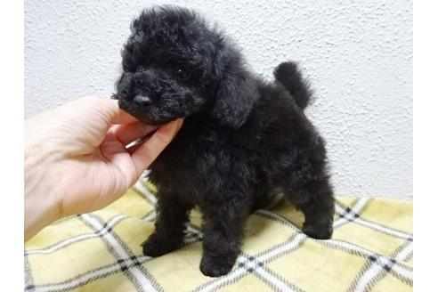 成約済の大阪府のトイプードル-83297の4枚目