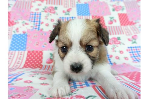 成約済の千葉県のパピヨン-83732の12枚目