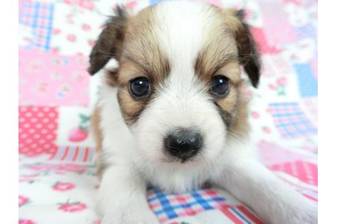 成約済の千葉県のパピヨン-83732の11枚目