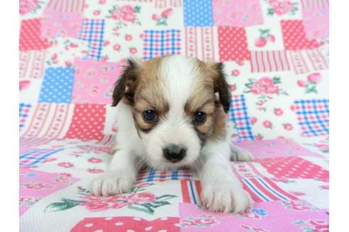 成約済の千葉県のパピヨン-83732の10枚目