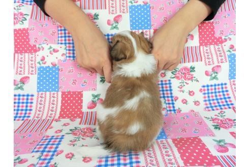 成約済の千葉県のパピヨン-83732の9枚目