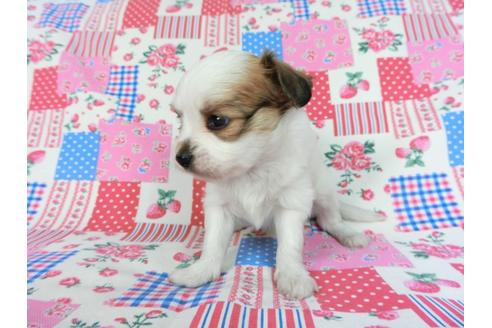 成約済の千葉県のパピヨン-83733の12枚目