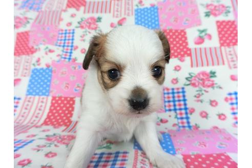 成約済の千葉県のパピヨン-83733の11枚目