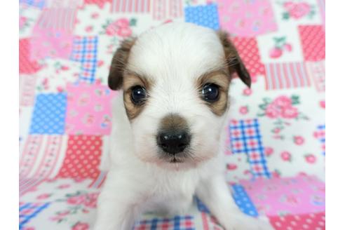 成約済の千葉県のパピヨン-83733の10枚目