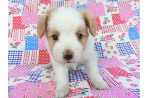 成約済の千葉県のパピヨン-83734の12枚目