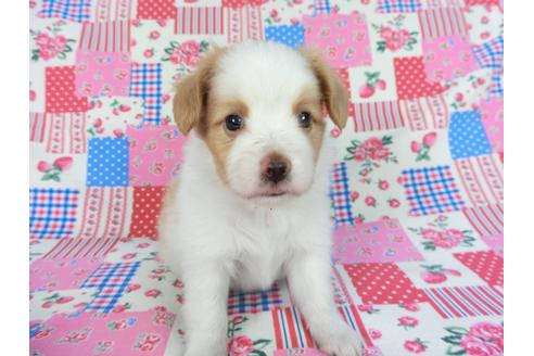 成約済の千葉県のパピヨン-83734の11枚目