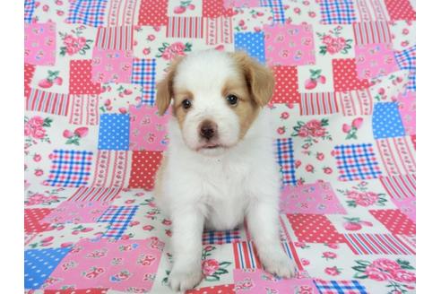 成約済の千葉県のパピヨン-83734の10枚目