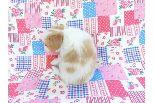 成約済の千葉県のパピヨン-83734の9枚目