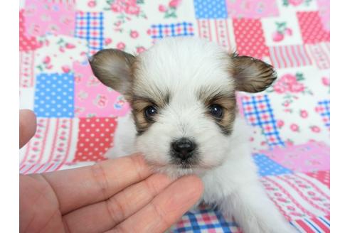 成約済の千葉県のパピヨン-83736の1枚目