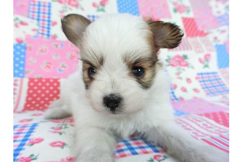 成約済の千葉県のパピヨン-83736の4枚目