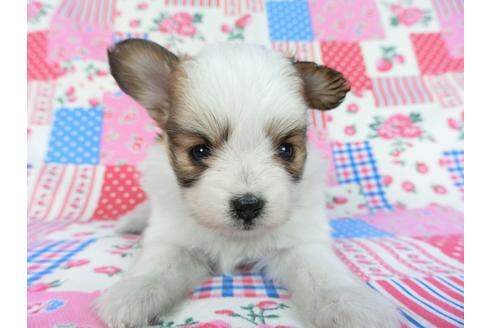 成約済の千葉県のパピヨン-83736の3枚目