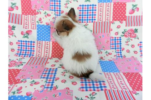 成約済の千葉県のパピヨン-83736の2枚目