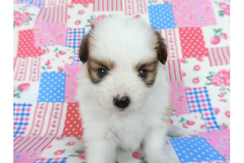 成約済の千葉県のパピヨン-83737の8枚目