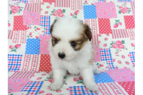 成約済の千葉県のパピヨン-83737の7枚目