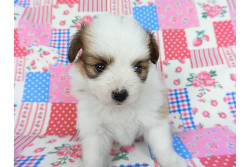 成約済の千葉県のパピヨン-83737の6枚目